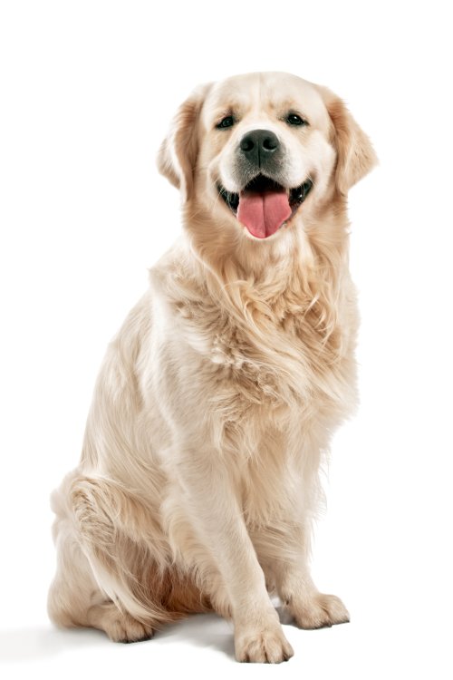 Golden Retriever luôn là giống chó quen thuộc và được yêu thích bởi tính cách thân thiện và trung thành. Hãy xem hình ảnh của chúng tôi và tìm hiểu thêm về tính cách của giống chó này.