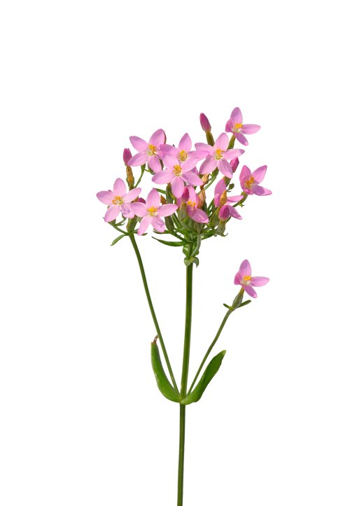 Ảnh chụp hoa Centaurium màu hồng