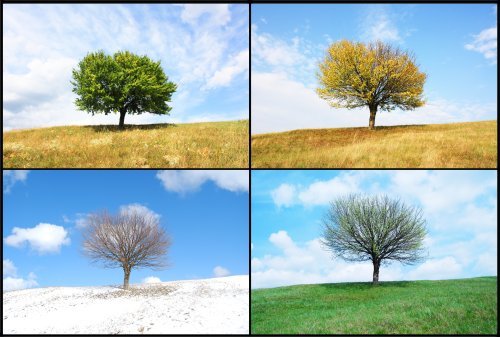 Ảnh chụp cây bốn mùa