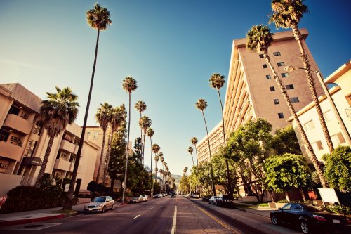 Hình ảnh về đường phố Palm của Beverly Hills