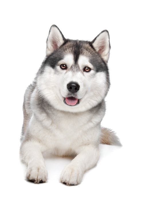 Siberian Husky - chú chó được yêu thích nhất trên thế giới, đặc biệt là với những người yêu chó. Xem hình ảnh của các chú Husky tuyệt đẹp này sẽ giúp bạn có thêm niềm yêu thích và cảm hứng thú vị cho cuộc sống.