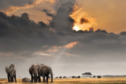 Ảnh chụp hoàng hôn trên núi Kilimanjaro với đàn voi