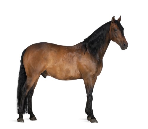 Ảnh chụp giống hổn hợp Con ngựa Tây Ban Nha và Ả Rập, 8 tuổi, đứng trên nền trắng