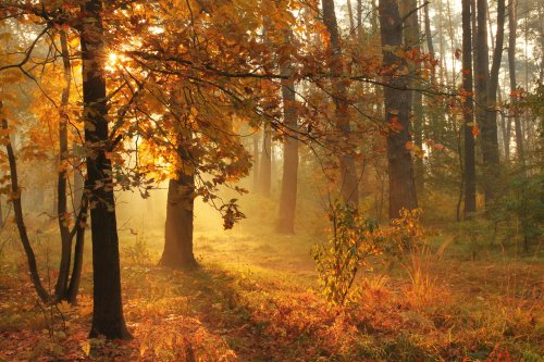 Ảnh chụp cảnh mùa thu trong rừng sương mù và mặt trời mọc