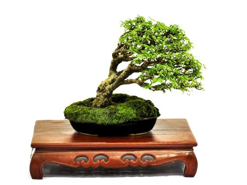 Hình ảnh cây Bonsai trên bàn