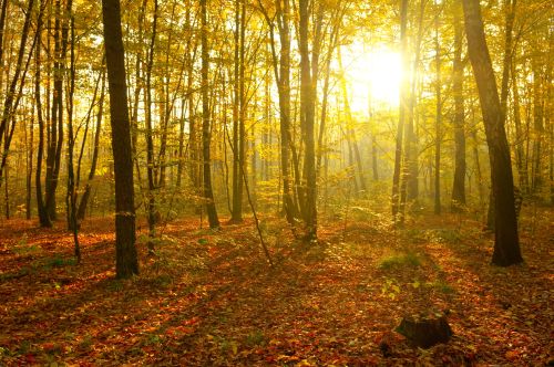 Ảnh chụp tia nắng mặt trời trong rừng vào mùa thu
