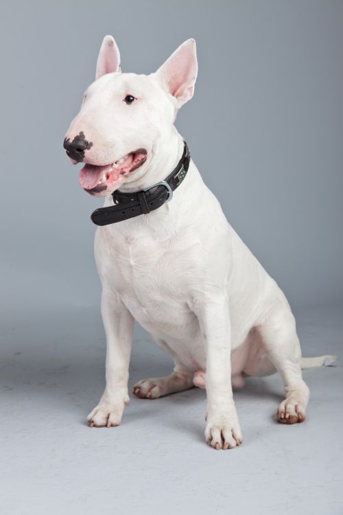 Ảnh chụp chân dung chó Bull terrier được phân lập với nền màu xám.