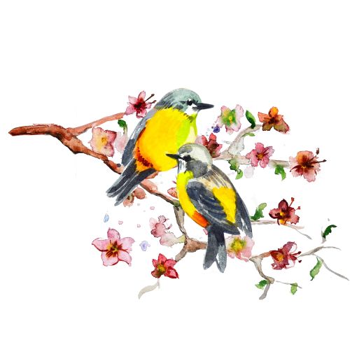 Ảnh Vẽ Màu Nước Con Chim Dễ Thương | Thư Viện Stock Vector Đẹp Miễn Phí