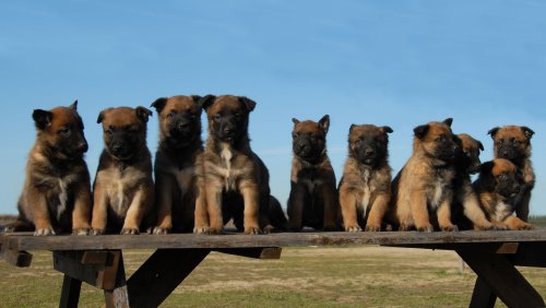 10 chú chó chăn cừucủa nước Bỉ đang ngồi trên ghế