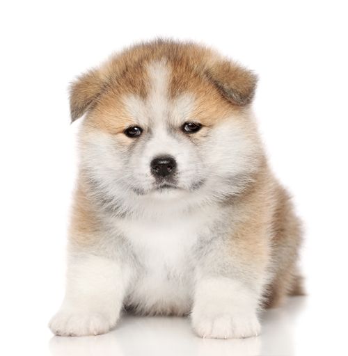 Ảnh chụp chân dung chú chó con Akita-inu trên nền trắng