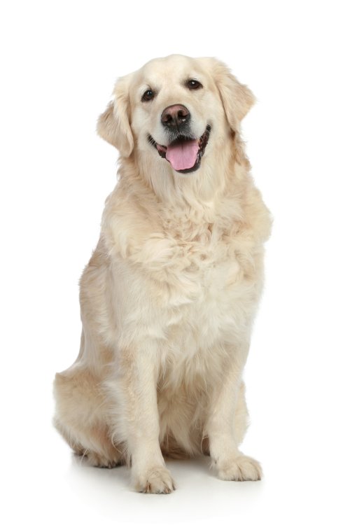 Hình ảnh Chú chó Golden Retriever ngồi trên nền trắng