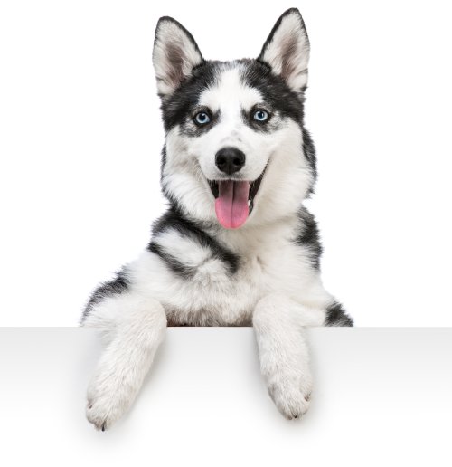 Ảnh chụp chân dung chó Husky hạnh phúc trên nền trắng