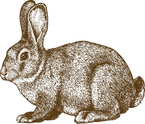 Vector minh hoạ của con thỏ khắc trên nền trắng
