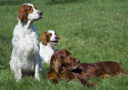 Hình ảnh ba chú chó trên đồng cỏ