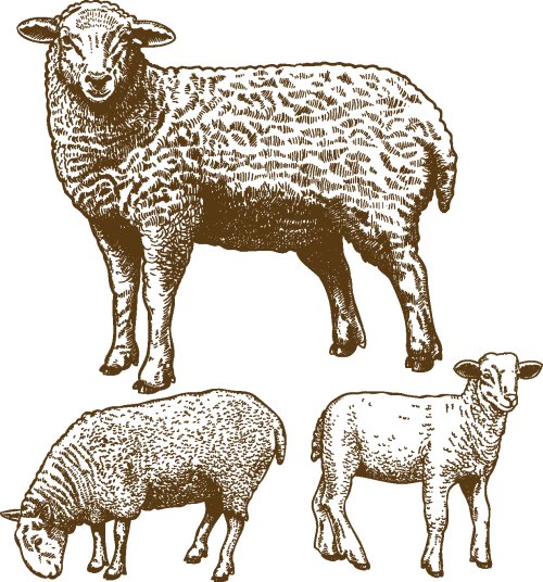 Vector minh hoạ ba con cừu trên nền trắng