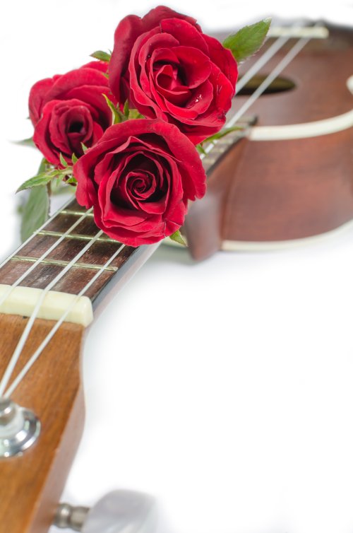 Ảnh chụp hoa hồng đỏ và cây đàn Ukulele trên nền màu trắng