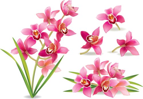 Vector hoa phong lan chứa các vật trong suốt.