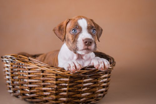 Hình ảnh con chó Pit Bull Terrier dễ thương của Mỹ