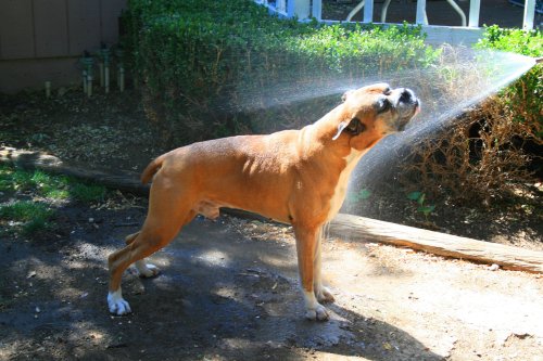 Hình ảnh Chú chó Boxer tắm bên vòi nước