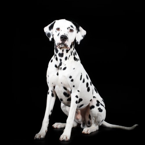 Hình ảnh về chó Dalmatian