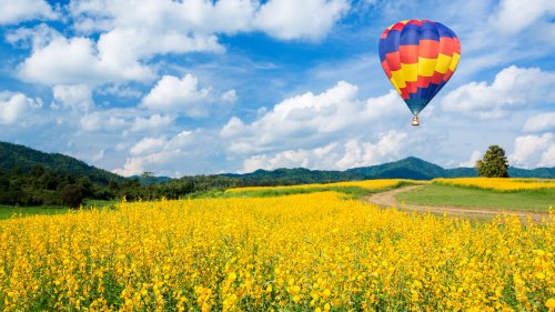 Ảnh chụp khí cầu khổng lồ trên cánh đồng hoa màu vàng và nền trời xanh