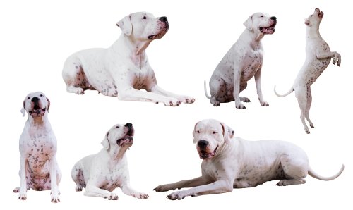 Dogo Argentino là loài chó rất đặc biệt với hàm răng và sức mạnh to lớn. Khi được ghép chó với các giống khác, chúng có thể tạo ra những giống chó độc đáo và đáng yêu. Hãy xem những bức ảnh này để thấy nét độc đáo của chúng.