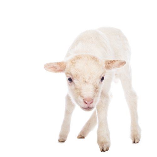 Cừu  657118 Ảnh vector và hình chụp có sẵn  Shutterstock