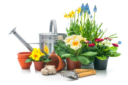 Ảnh chụp Hoa mùa xuân với công cụ làm vườn trên nền trắng