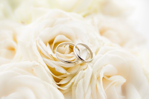  Ảnh chụp macro của hai chiếc nhẫn cưới nằm trên hoa hồng trắng
