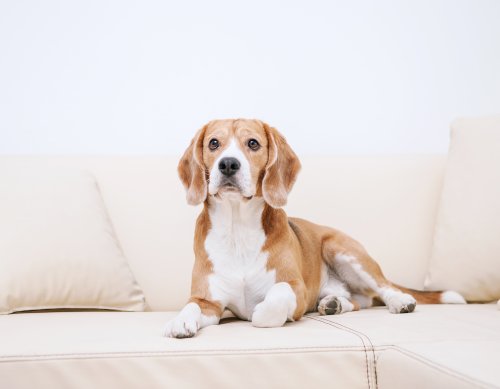 Ảnh Chó beagle thuần chủng nằm trên ghế sofa