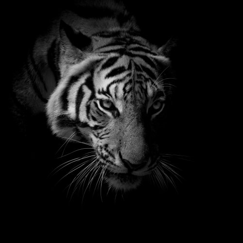 Ảnh chụp mặt hổ màu đen trắng cách ly trên nền đen