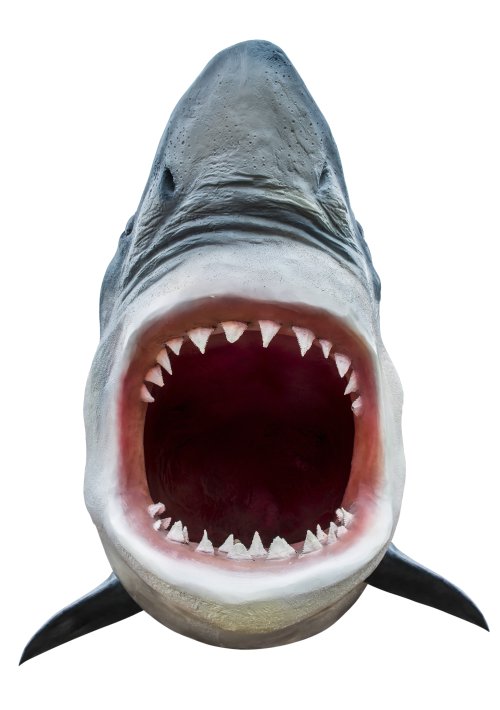 Ảnh chụp mô hình của cá mập đang mở miệng 