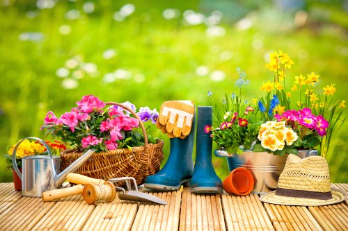Ảnh dụng cụ làm vườn và hoa trên sân thượng trong vườn