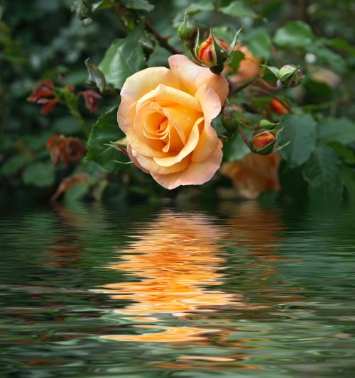 Hình ảnh cành hoa hồng vàng được phản ánh trên mặt nước