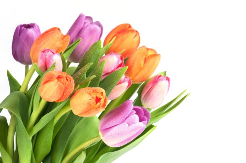 Ảnh Hoa tulip tươi sáng trên nền trắng | Thư viện stock vector đẹp miễn phí