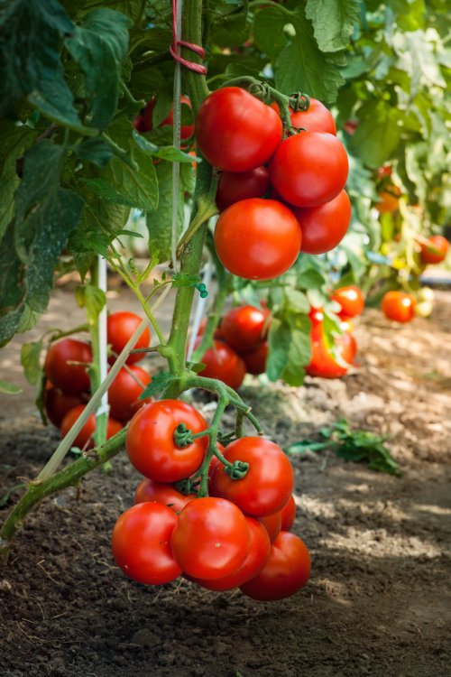 Ảnh chụp Cà chua chín trong vườn sẵn sàng thu hoạch