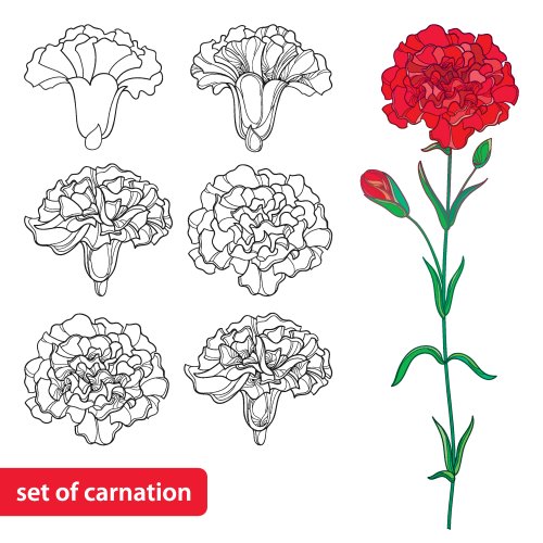 Vector hoa cẩm chướng hoặc hoa đinh hương được cô lập trên nền trắng.