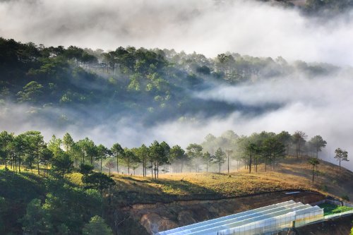 Ảnh vẻ đẹp kỳ diệu của rừng thông trên ngọn đồi ẩn trong mây buổi sáng sớm tại thị trấn Đà Lạt.