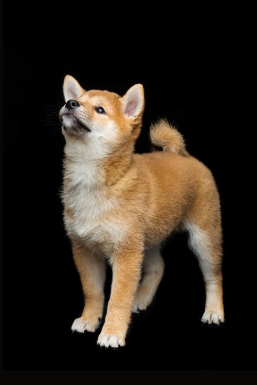Hình ảnh đẹp về chú chó Shiba inu puppy | Thư viện stock vector đẹp miễn phí