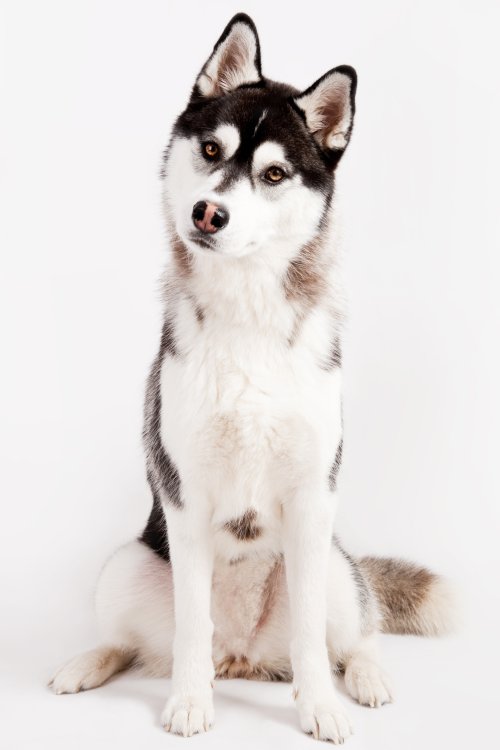 Cập nhật với hơn 52 về hình chó husky mới nhất  Du học Akina