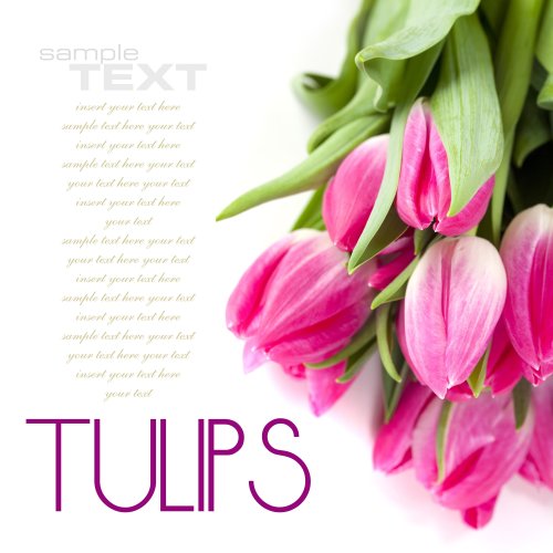 Ảnh chụp hoa tulip hồng trên nền trắng (với văn bản mẫu)