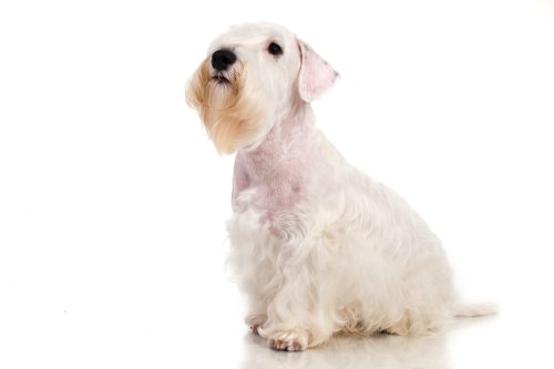 Hình ảnh con chó Sealyham Terrier trên nền trắng 