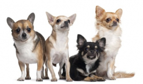 Hình ảnh chú chó Chihuahua, 6 tháng tuổi, 3 tuổi, và 2 tuổi, trước mặt nền trắng