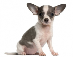 Hình ảnh chó con Chihuahua, 3 tháng tuổi, ngồi trước mặt trắng