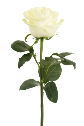 Hình ảnh hoa hồng màu trắng trên nền trắng