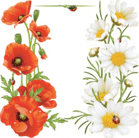 Vector hoa cam cúc và Poppy