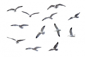 Ảnh chim Flying Gulls được cô lập trên nền trắng