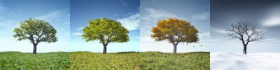 Hình ảnh đẹp của một cây trong bốn mùa