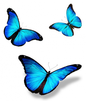 Ảnh chụp ba con bướm màu xanh