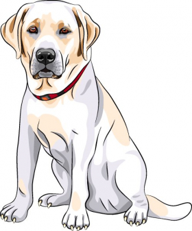 Vector chân dung chó Labrador Retriever màu vàng 